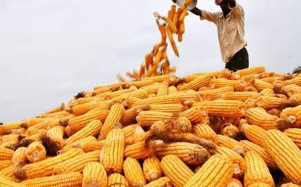 Farmer harvesting GV 664A orange maize