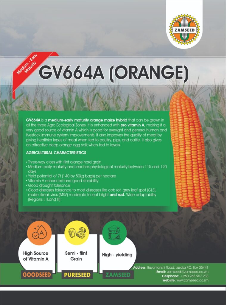 GV 664A orange maize product sheet