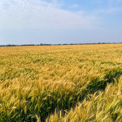 Harrier wheat field
