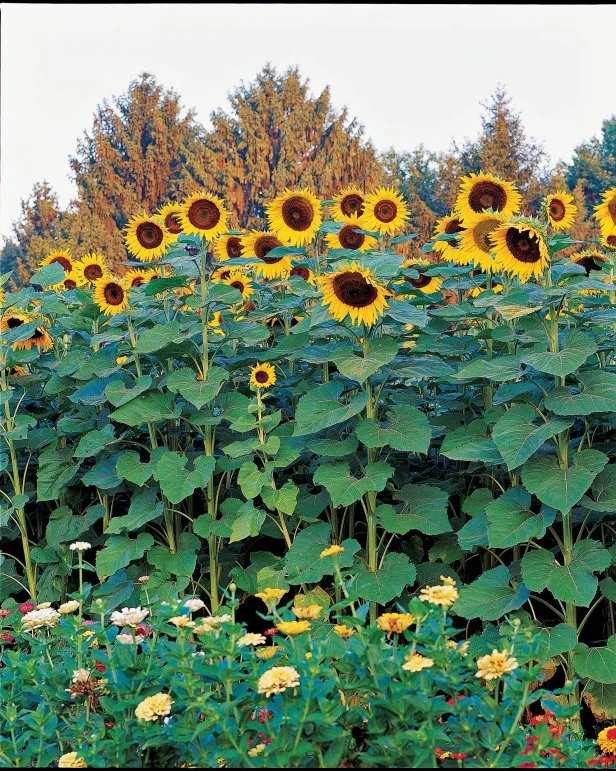 Milika sunflower crop