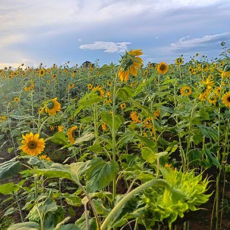 Milika sunflower field