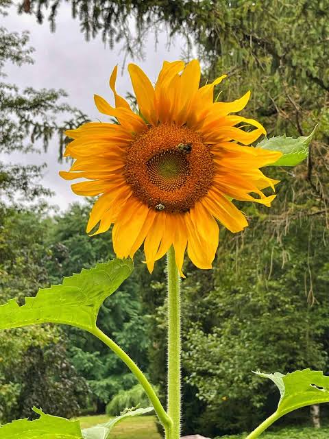 Record sunflower in bloom