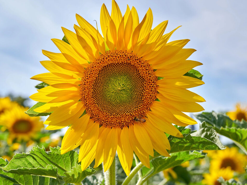 SUN HI 112 sunflower head