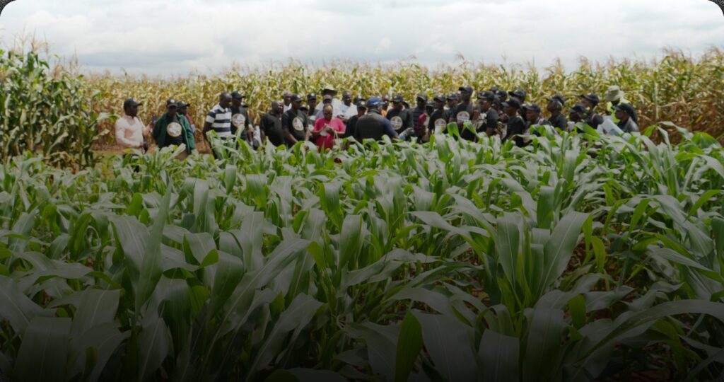 Farmers gathered at a Zamseed maize demonstration plot