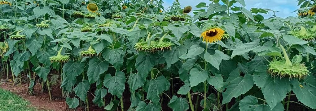 A Zamseed sunflower crop in the field