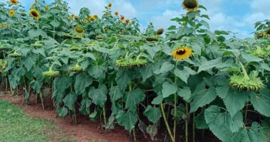 A Zamseed sunflower crop in the field