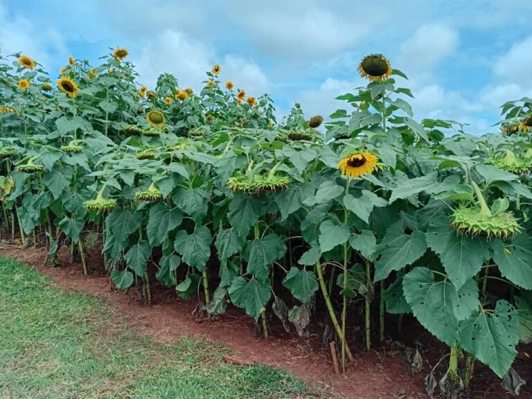 A Zamseed sunflower crop in the field