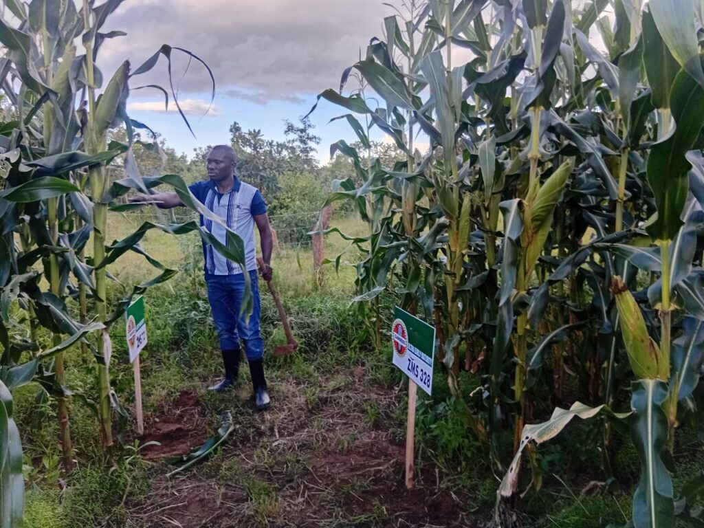 ZMS 328 maize in the field