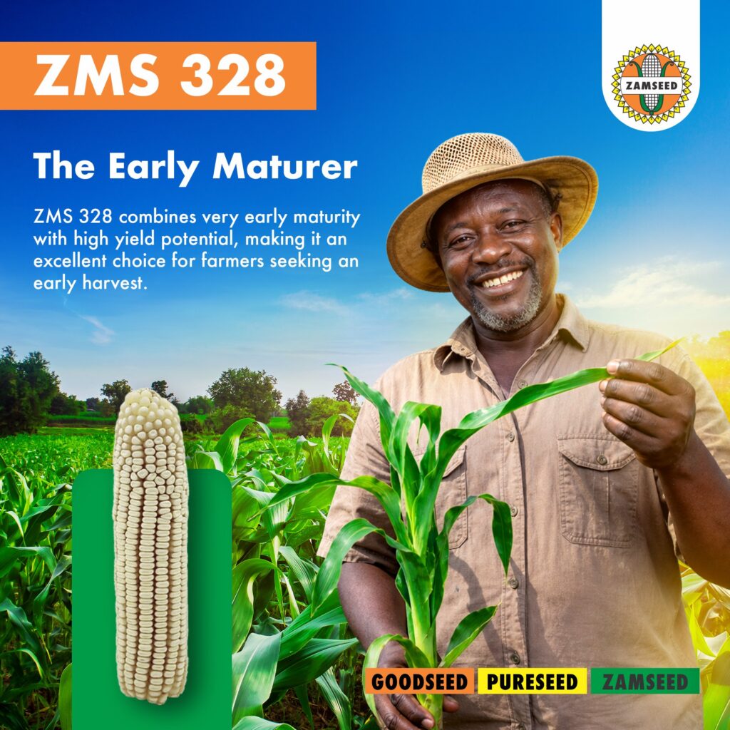 ZMS 328, the early maturer