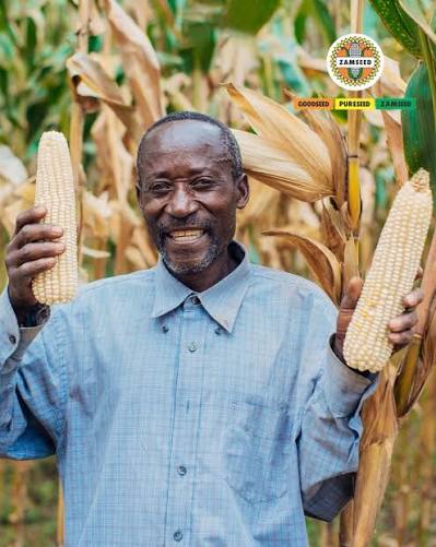 Farmer holding ZMS 638 cobs
