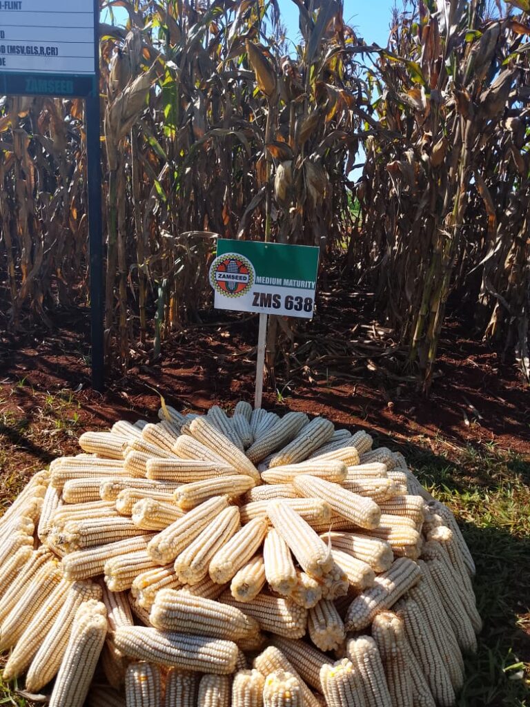 Harvested ZMS 638 cobs at a demonstration plot