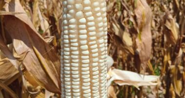 ZMS 721 cob in the field
