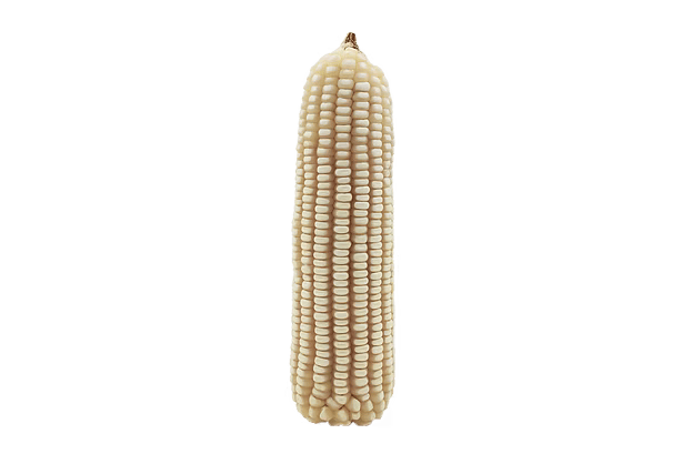 ZMS 721 maize cob