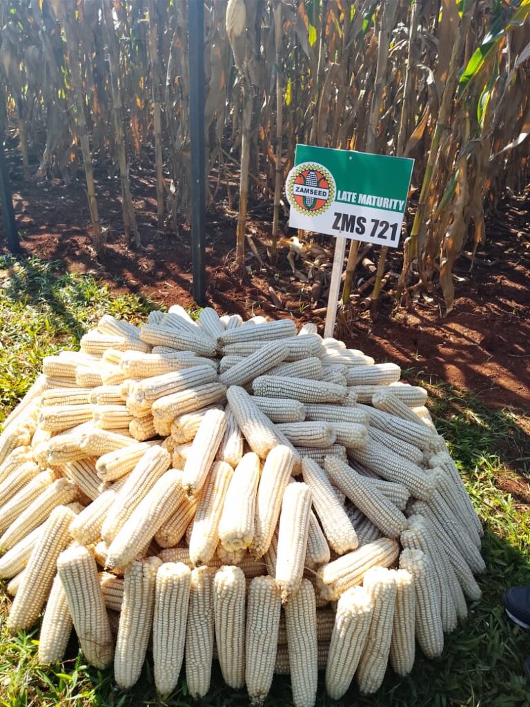 Harvested ZMS 721 cobs at a demonstration plot